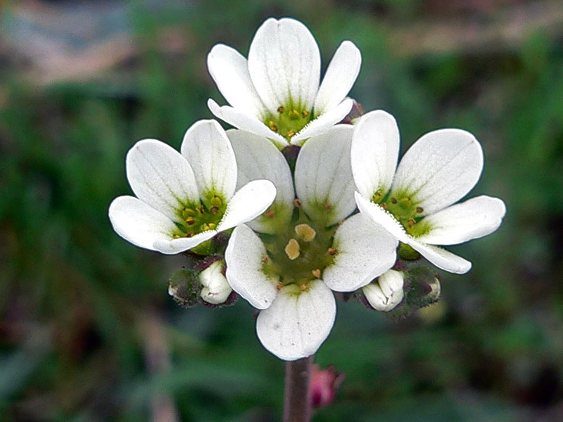 Saxifraga bulbifera / Sassifraga bulbifera
